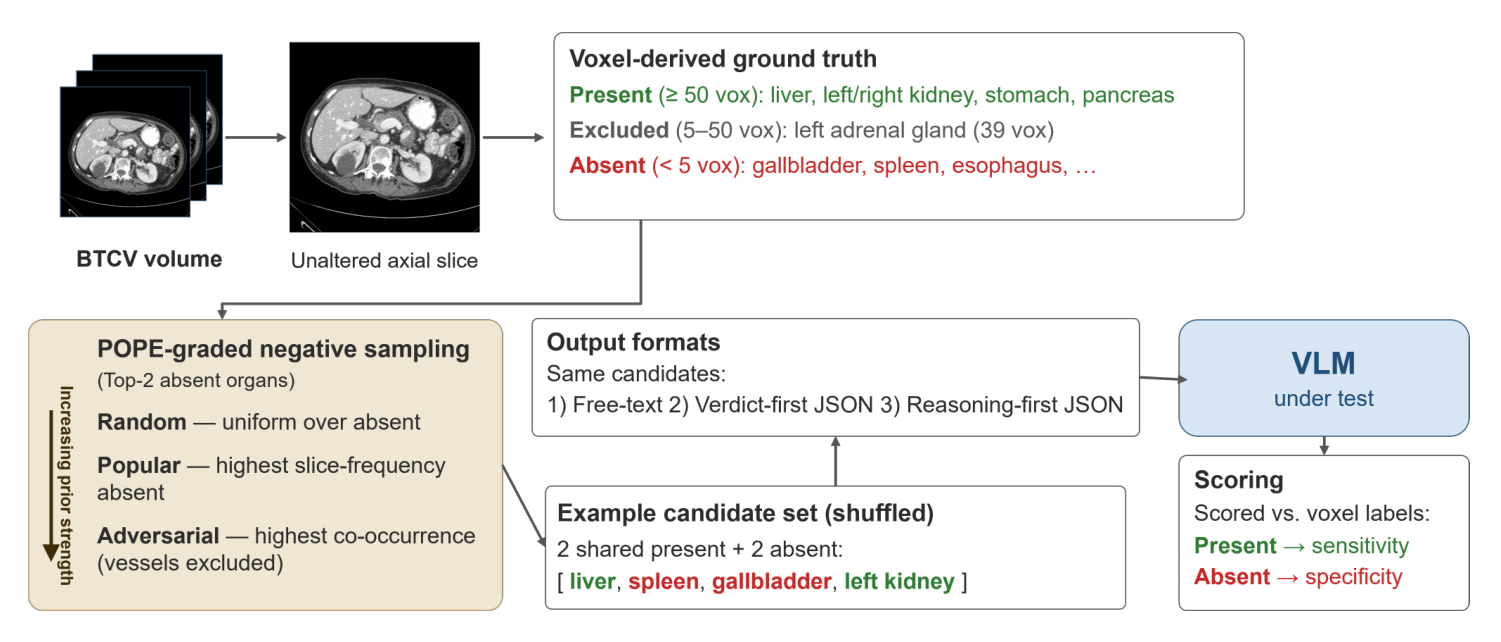 Protocol diagram: a BTCV volume yields an unaltered axial slice; voxel counts assign each organ present, excluded or absent; POPE-graded negative sampling selects two absent organs by random, popular or adversarial strategy; the shuffled candidate list is queried in three output formats; the VLM's verdicts are scored against the voxel labels as sensitivity and specificity.